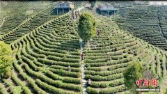湘南山村“茶香”飘世界：