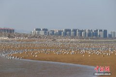 河北秦皇岛：人鸥共欢春日